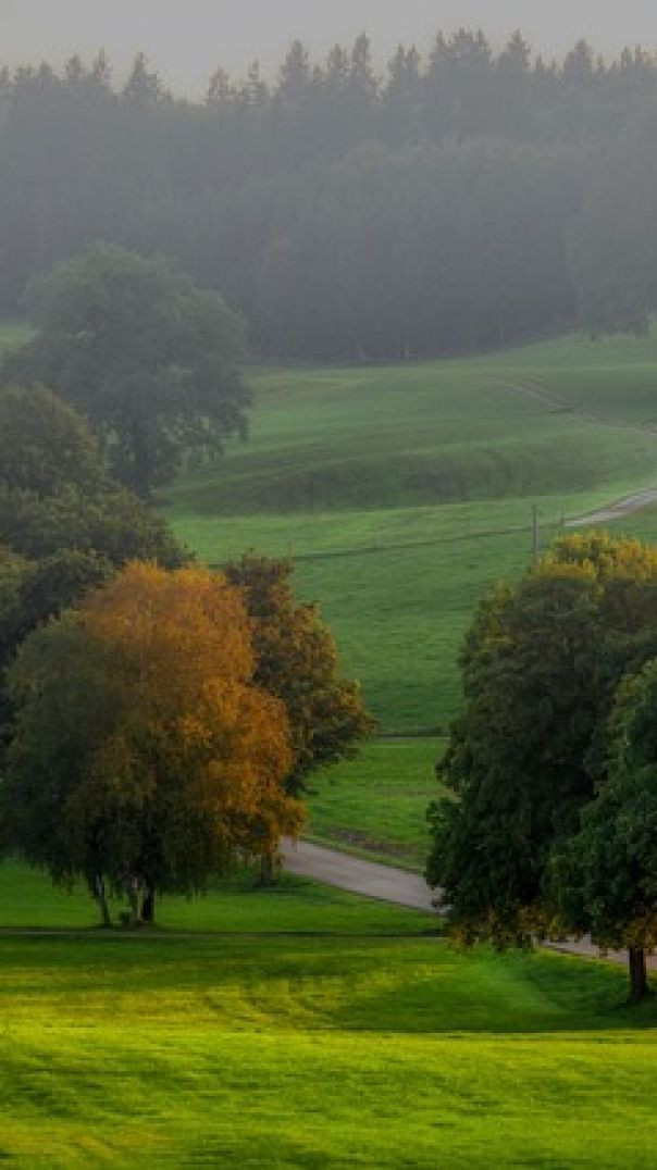 Road Tress meadows